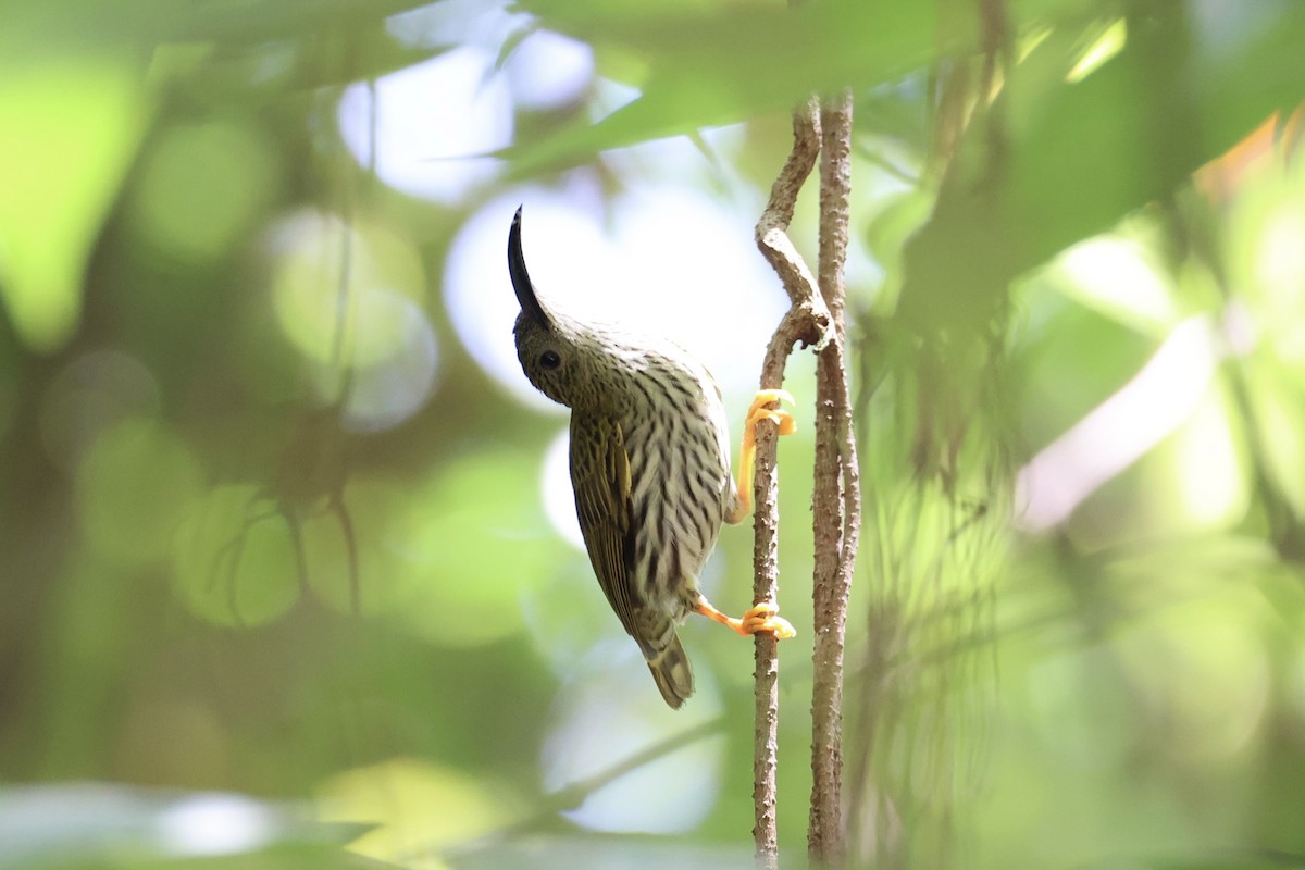 Streaked Spiderhunter - ML620736883