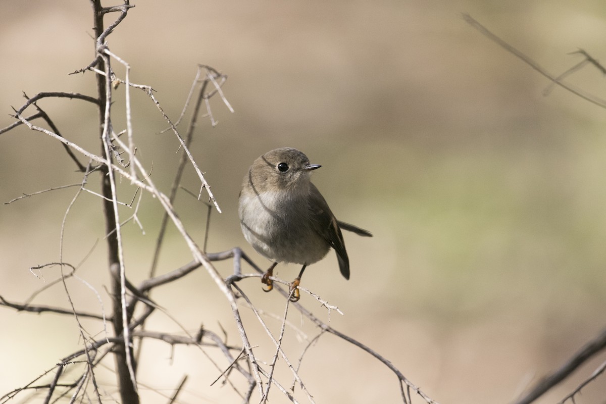 Pink Robin - John Cantwell