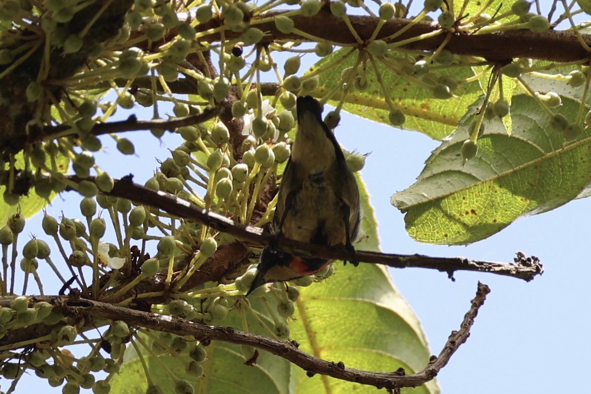 Fire-breasted Flowerpecker - ML620736886