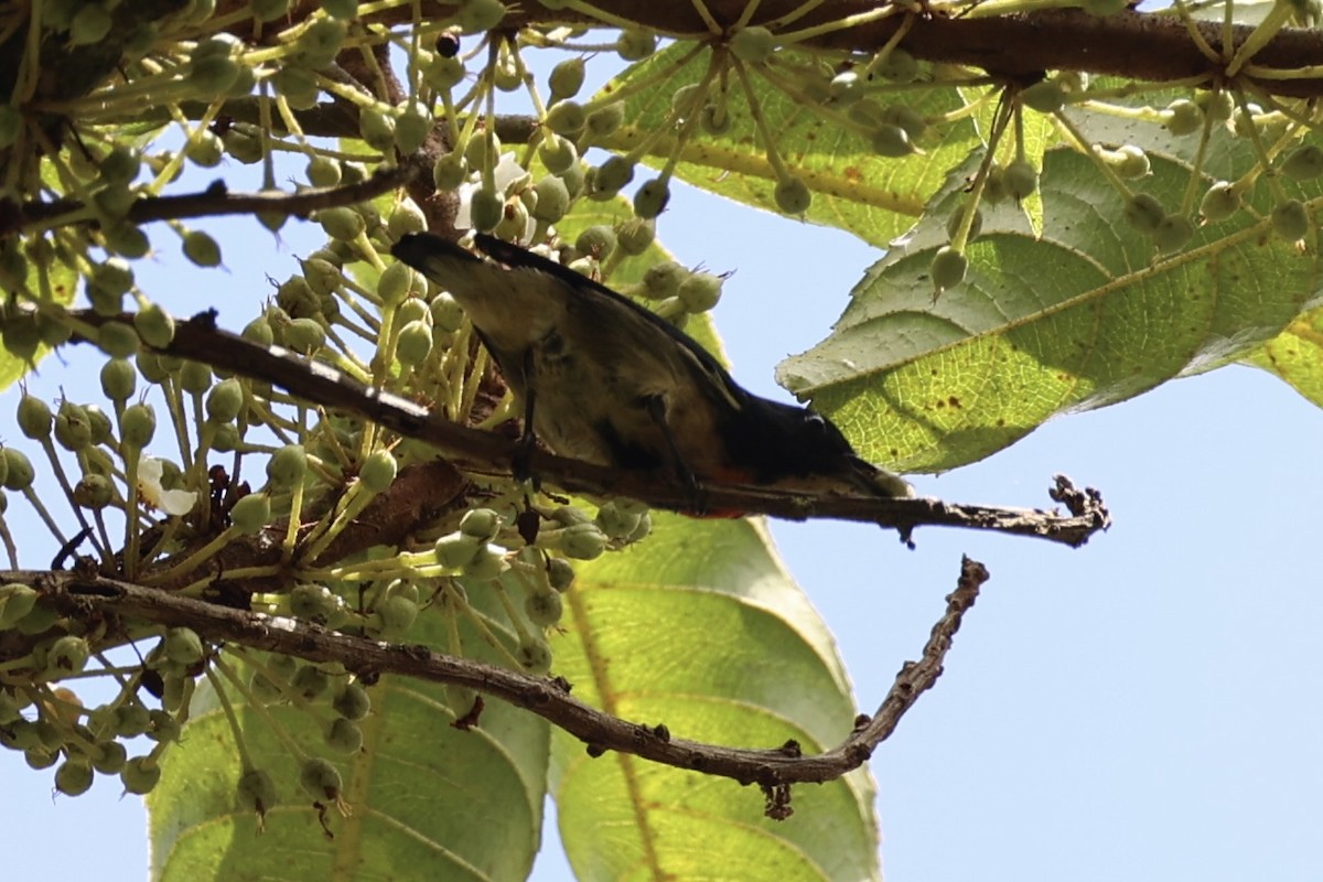 Fire-breasted Flowerpecker - Andrew William