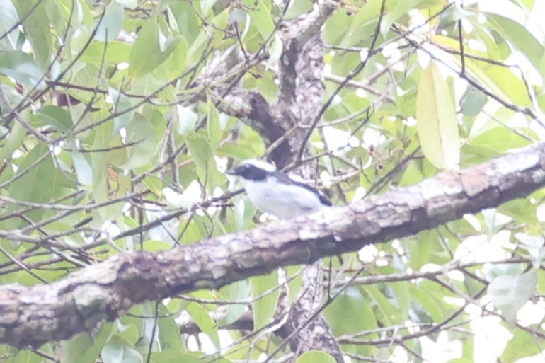 Little Pied Flycatcher - ML620736889