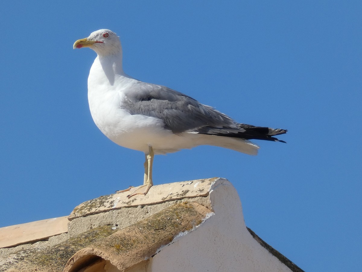 Yellow-legged Gull - ML620736890