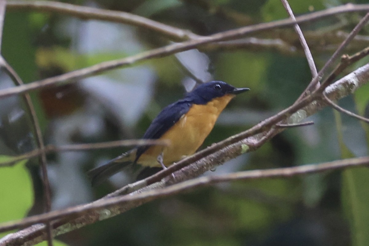 Pygmy Flycatcher - ML620736892