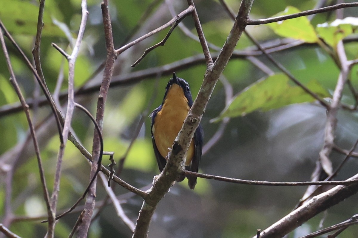 Pygmy Flycatcher - Andrew William