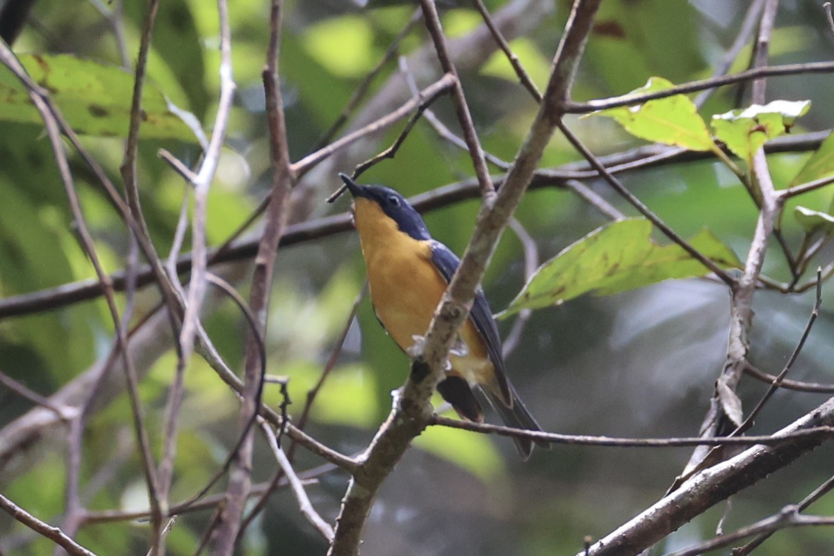 Pygmy Flycatcher - Andrew William