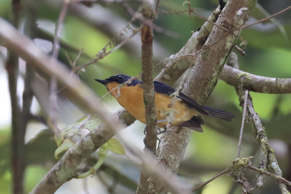 Pygmy Flycatcher - ML620736895