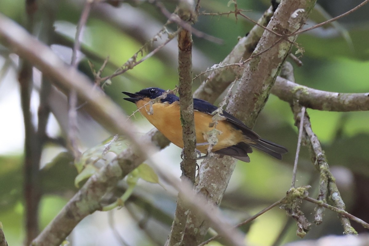 Pygmy Flycatcher - ML620736896