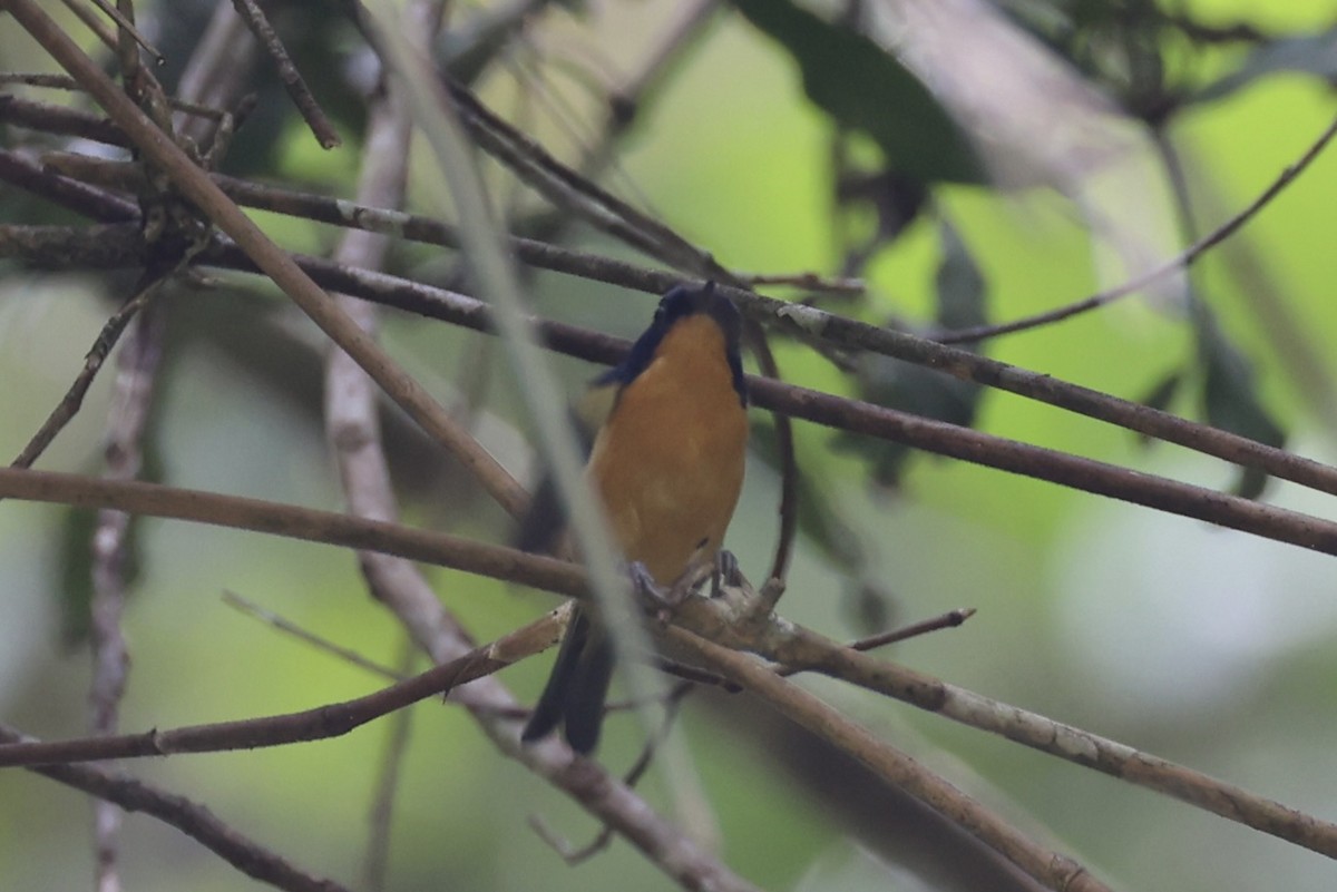 Pygmy Flycatcher - ML620736897