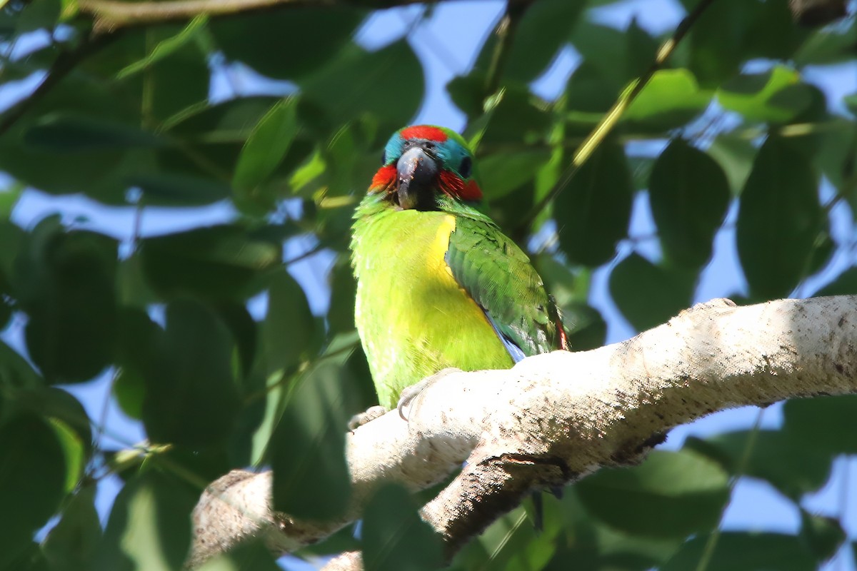 Double-eyed Fig-Parrot - ML620736898