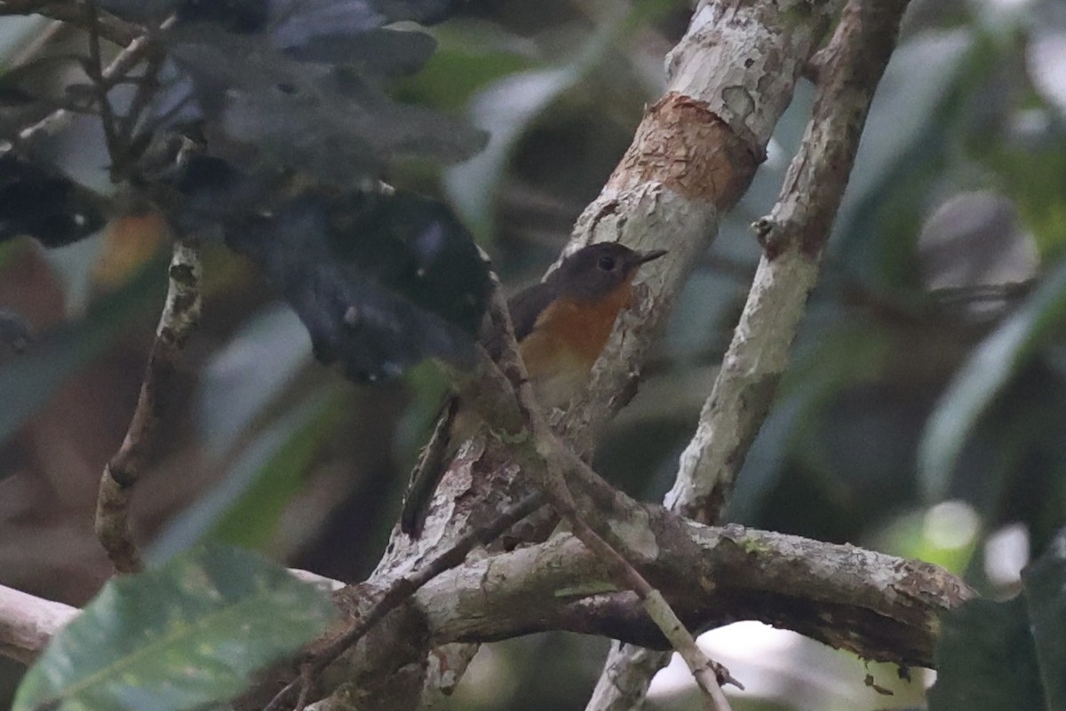 Hill Blue Flycatcher - ML620736899