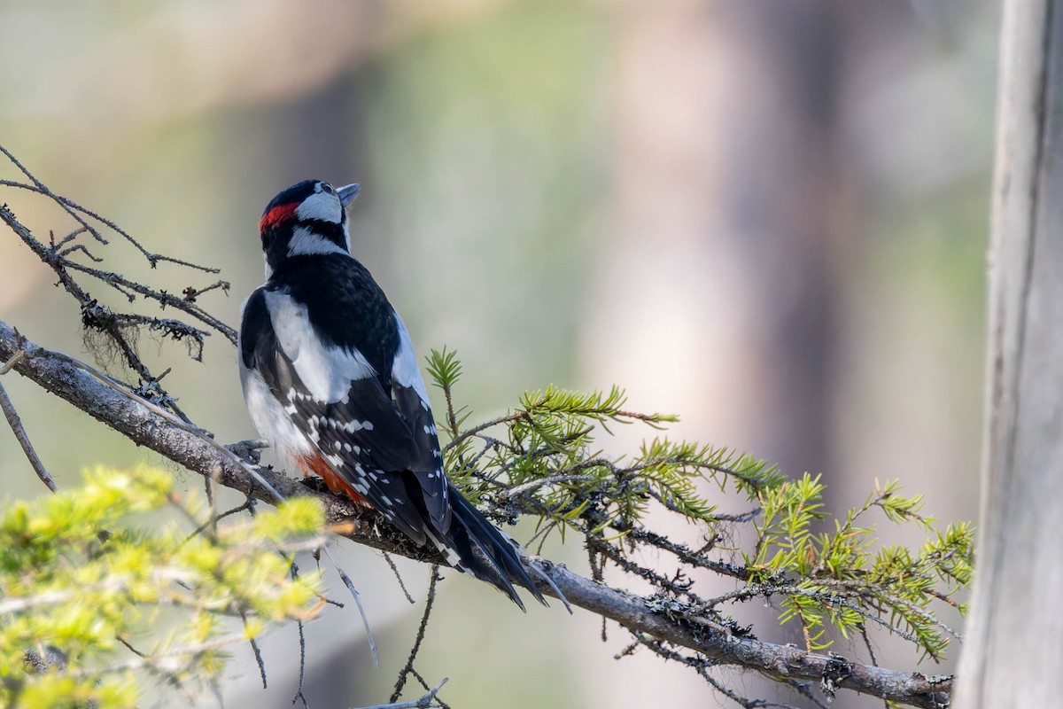 Great Spotted Woodpecker - ML620736901