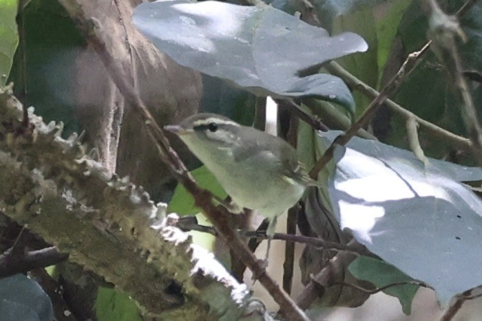 Arctic Warbler - ML620736902