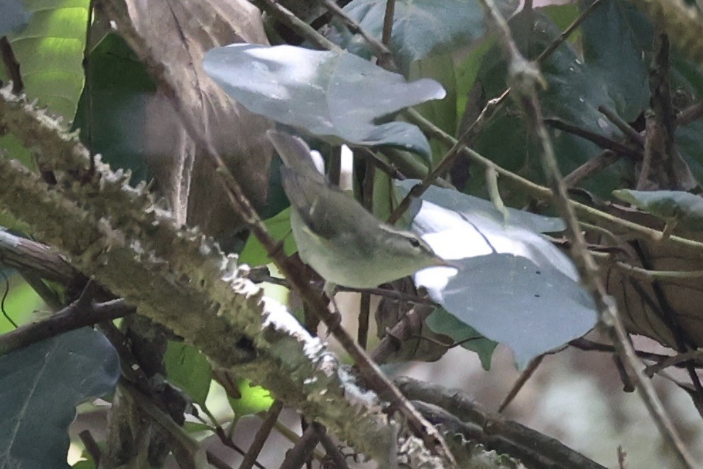 Mosquitero Boreal - ML620736905