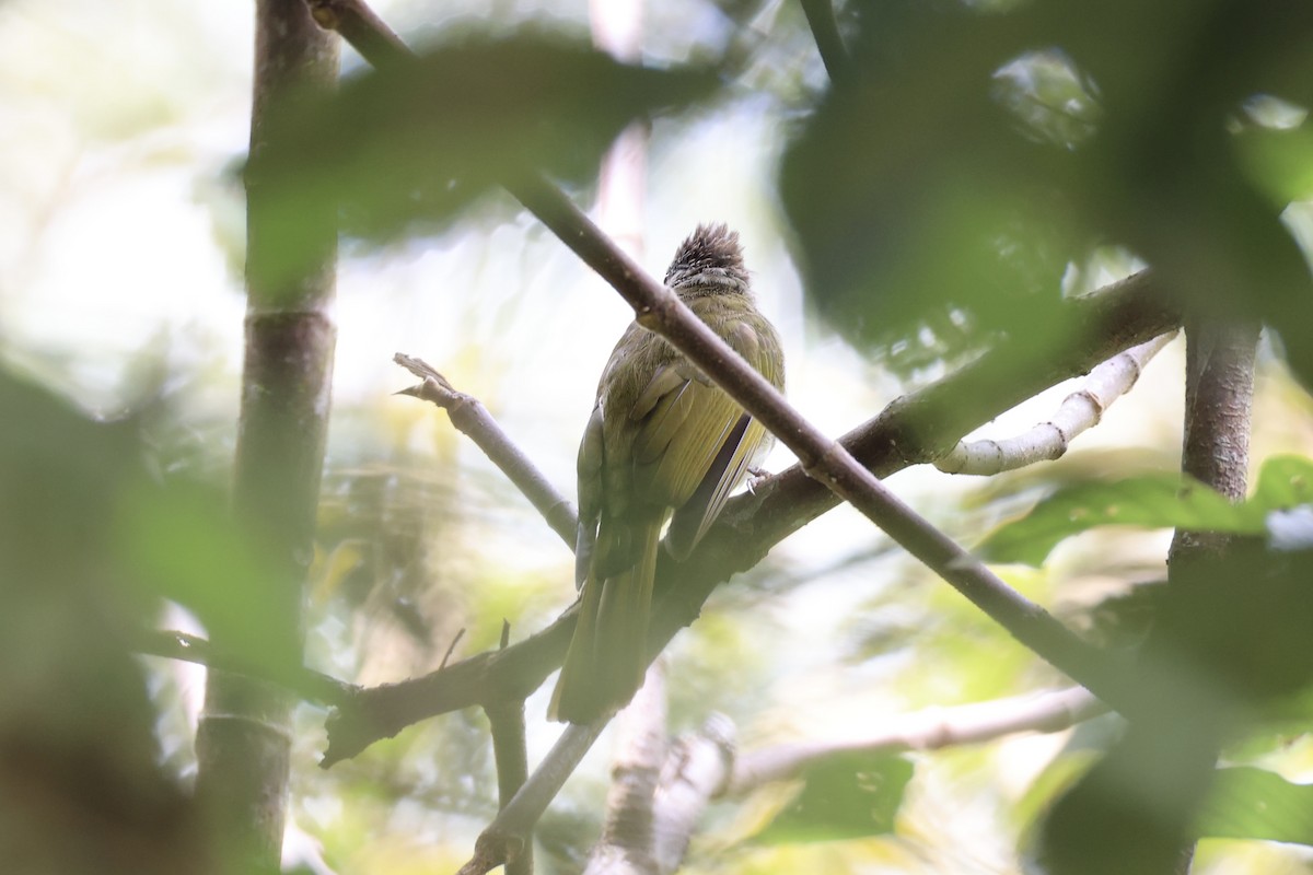 Bulbul de Mcclelland - ML620736907