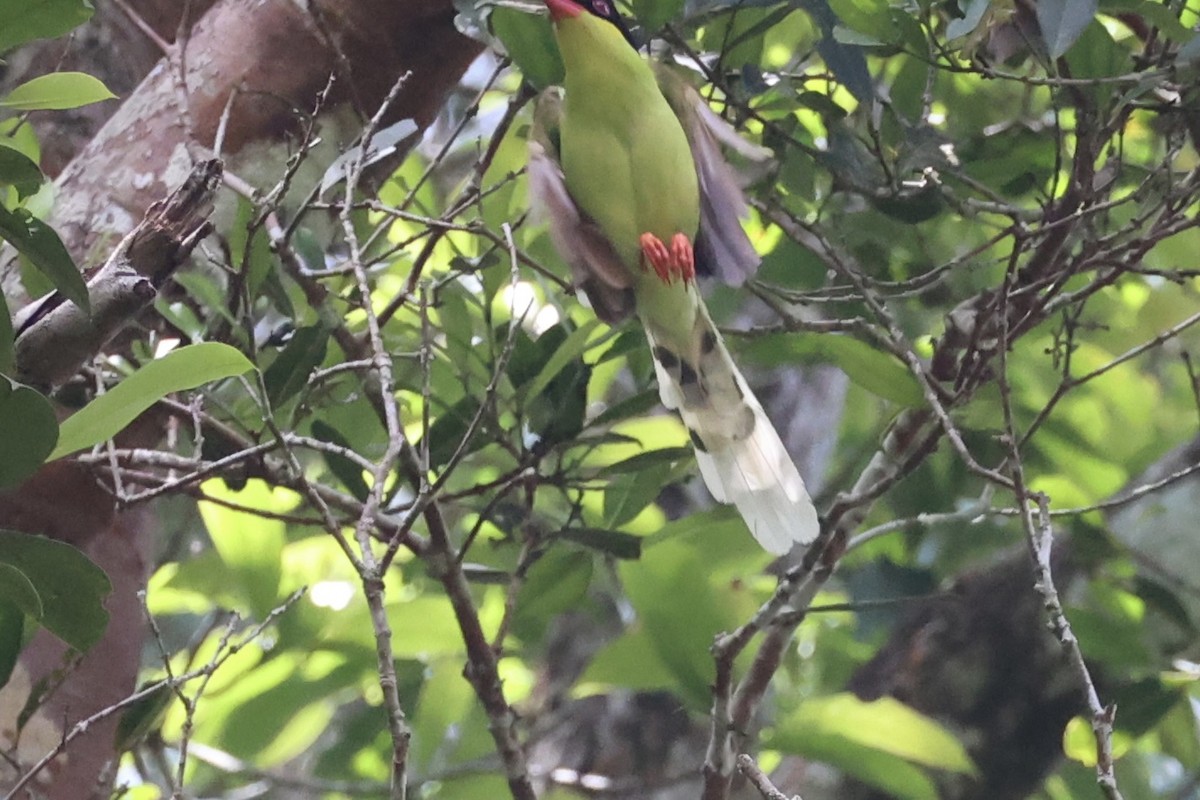 Common Green-Magpie - ML620736909