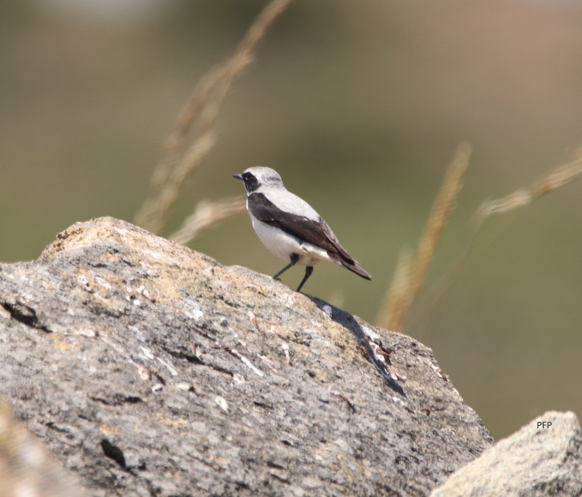 Northern Wheatear - ML62073691