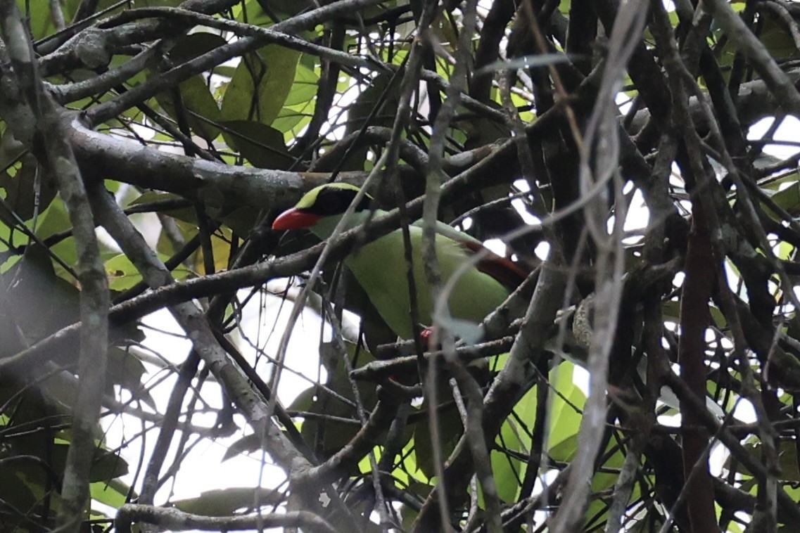 Common Green-Magpie - Andrew William