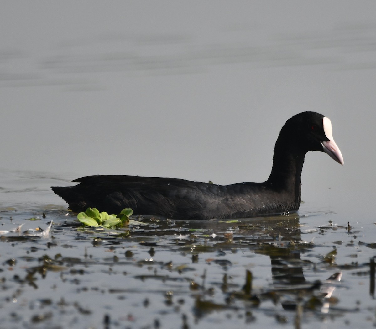 Eurasian Coot - ML620736914