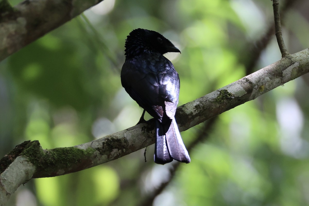 Lesser Racket-tailed Drongo - Andrew William