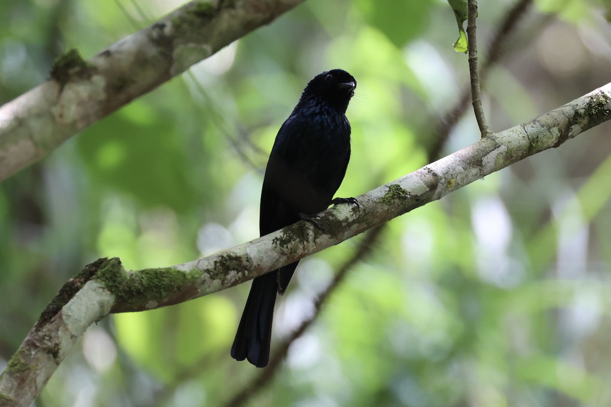Lesser Racket-tailed Drongo - ML620736917