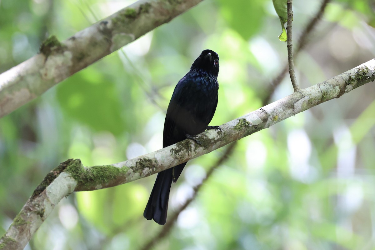 Lesser Racket-tailed Drongo - ML620736918