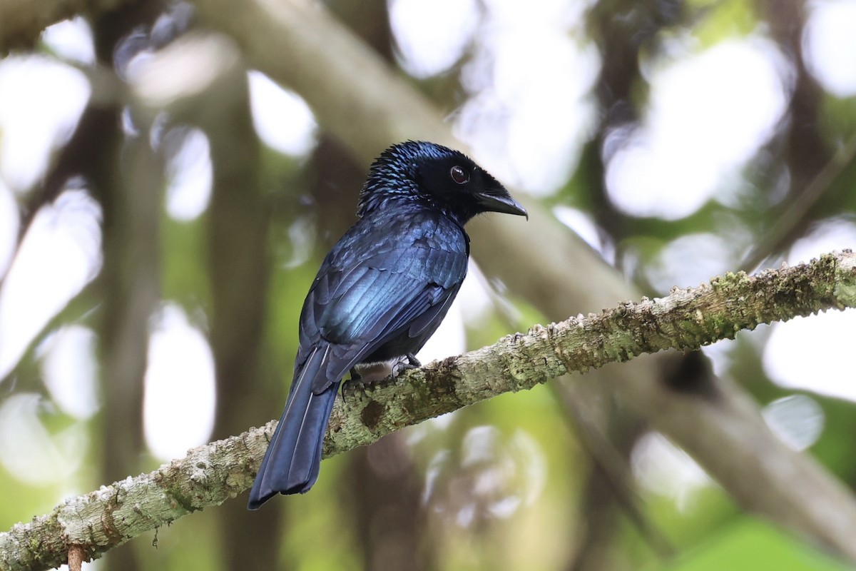 Lesser Racket-tailed Drongo - ML620736919