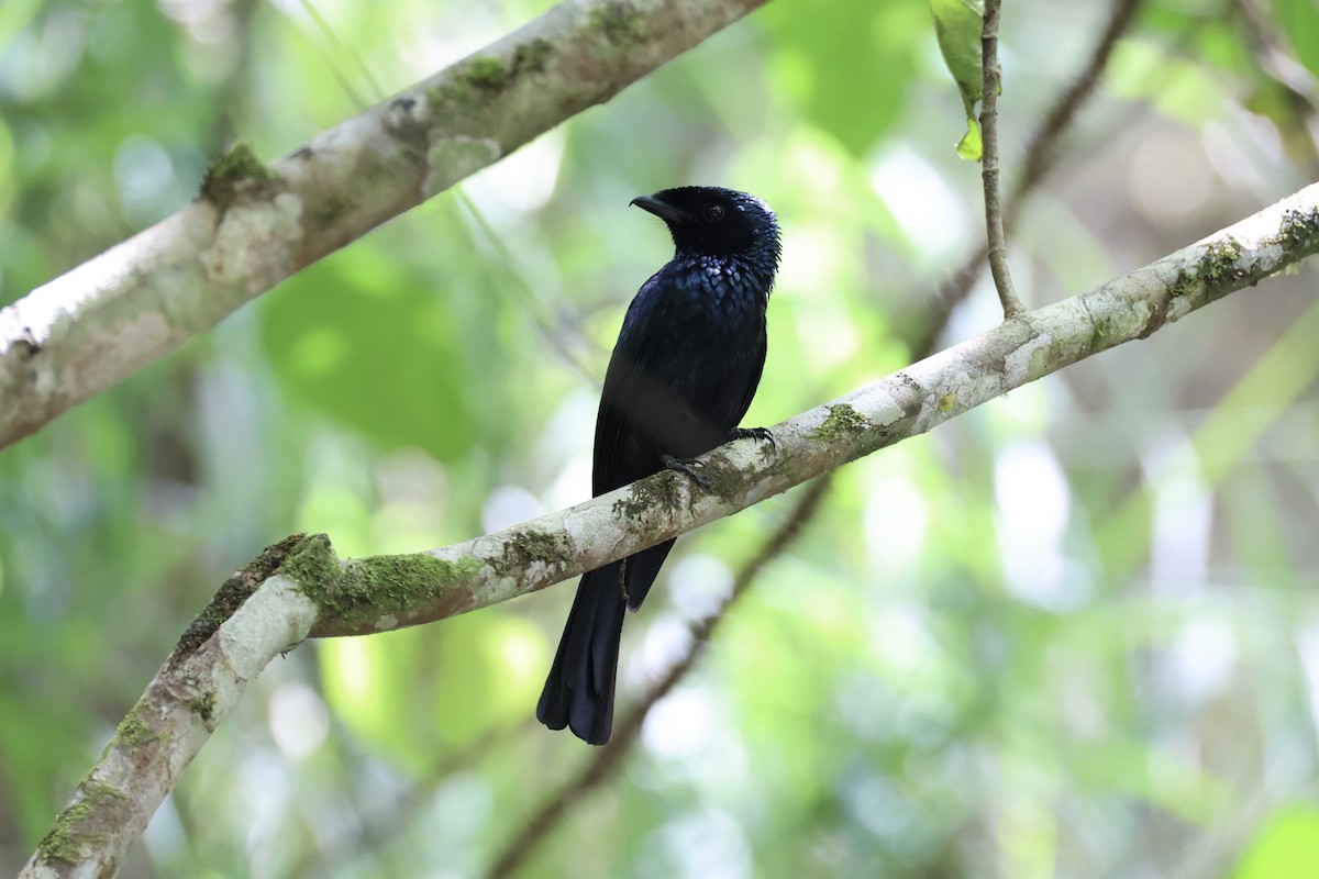 Lesser Racket-tailed Drongo - ML620736920