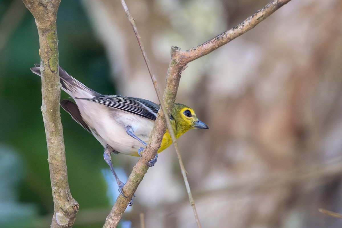 Yellow-throated Vireo - Lutz Duerselen