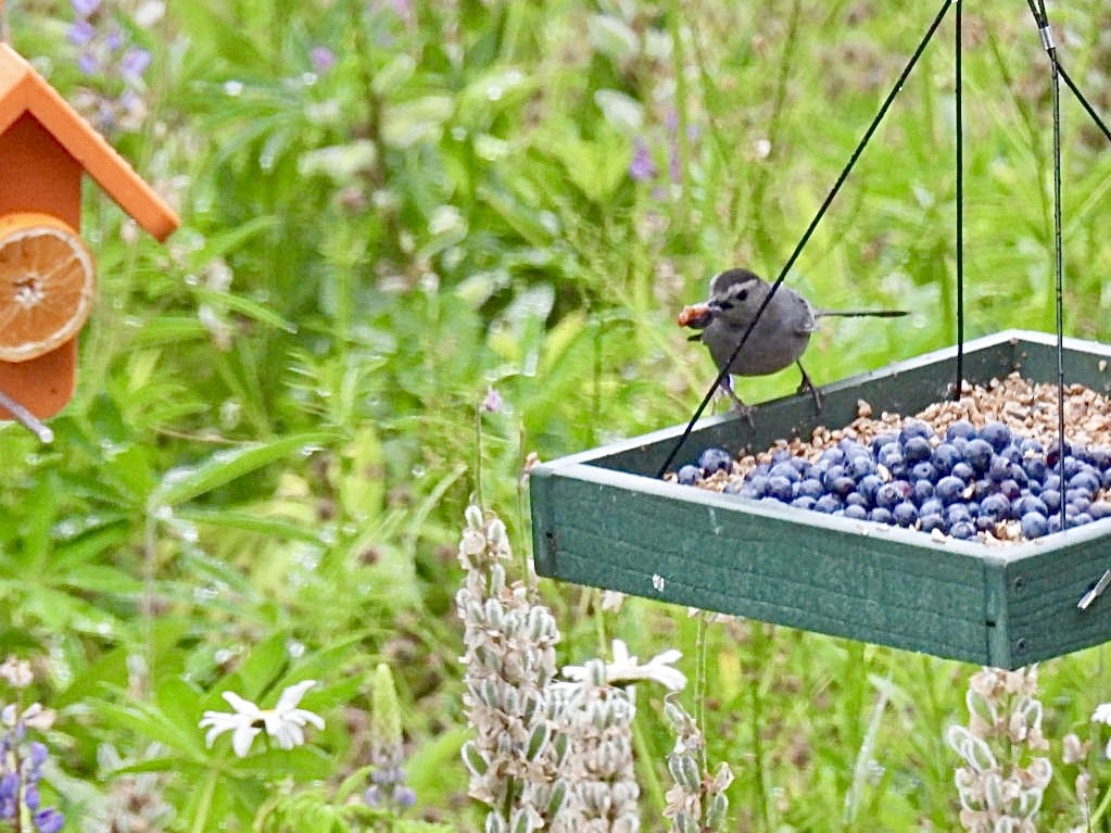 Gray Catbird - ML620736927