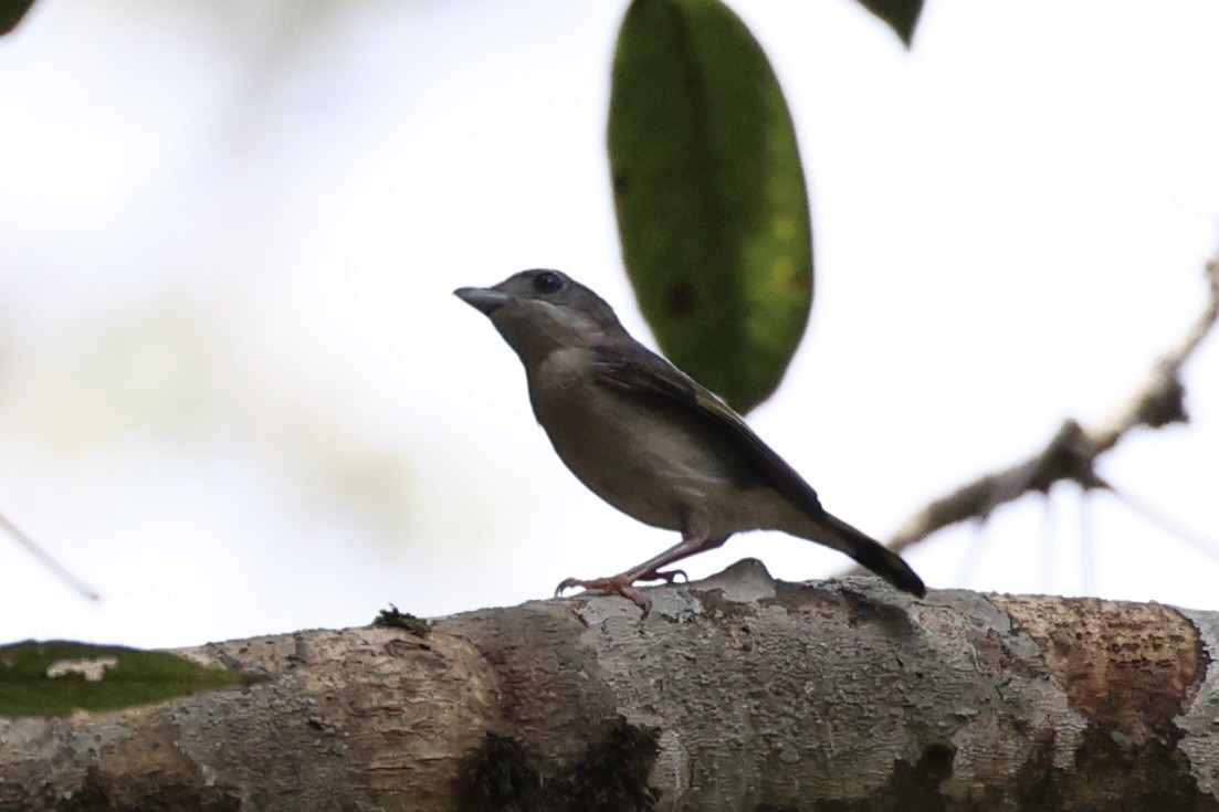 White-browed Shrike-Babbler - ML620736929