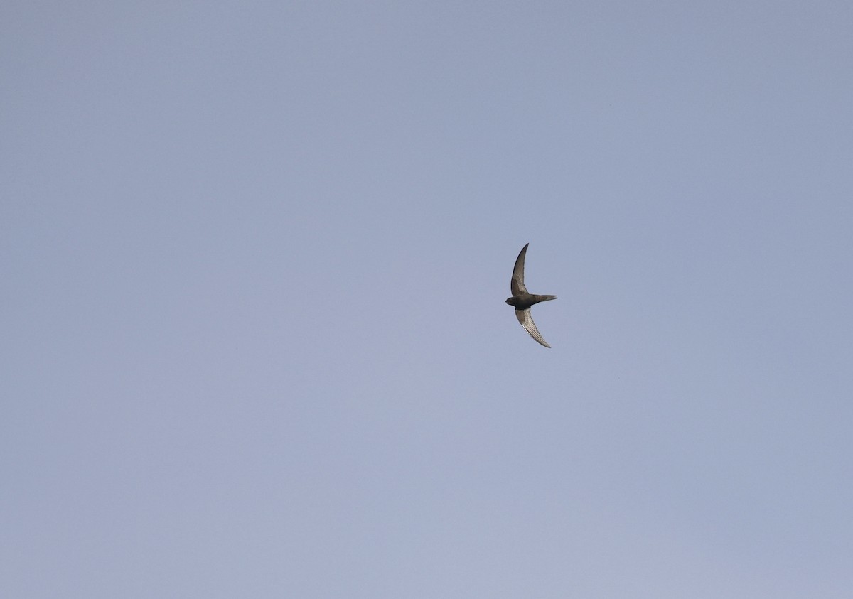 Common Swift - ML620736933