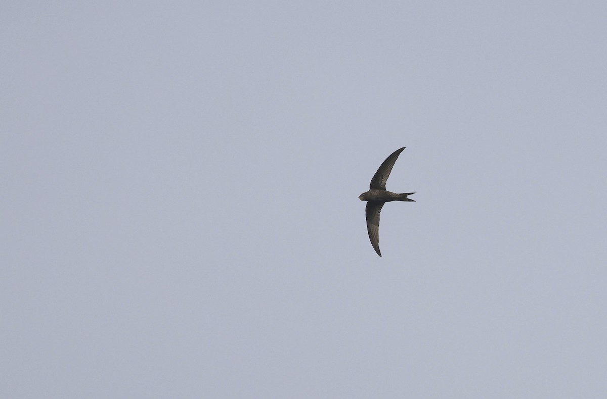 Common Swift - ML620736934