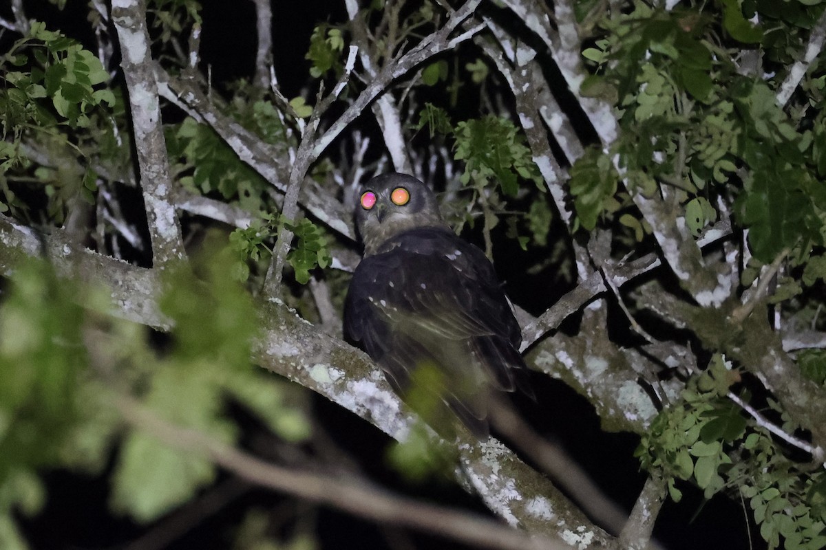 Barking Owl - ML620736939