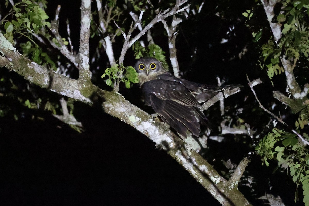 Barking Owl - ML620736941