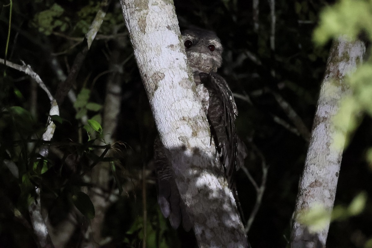 Papuan Frogmouth - ML620736942