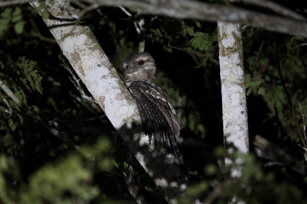 Papuan Frogmouth - ML620736943