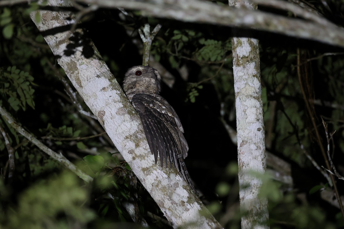 Papuan Frogmouth - ML620736944