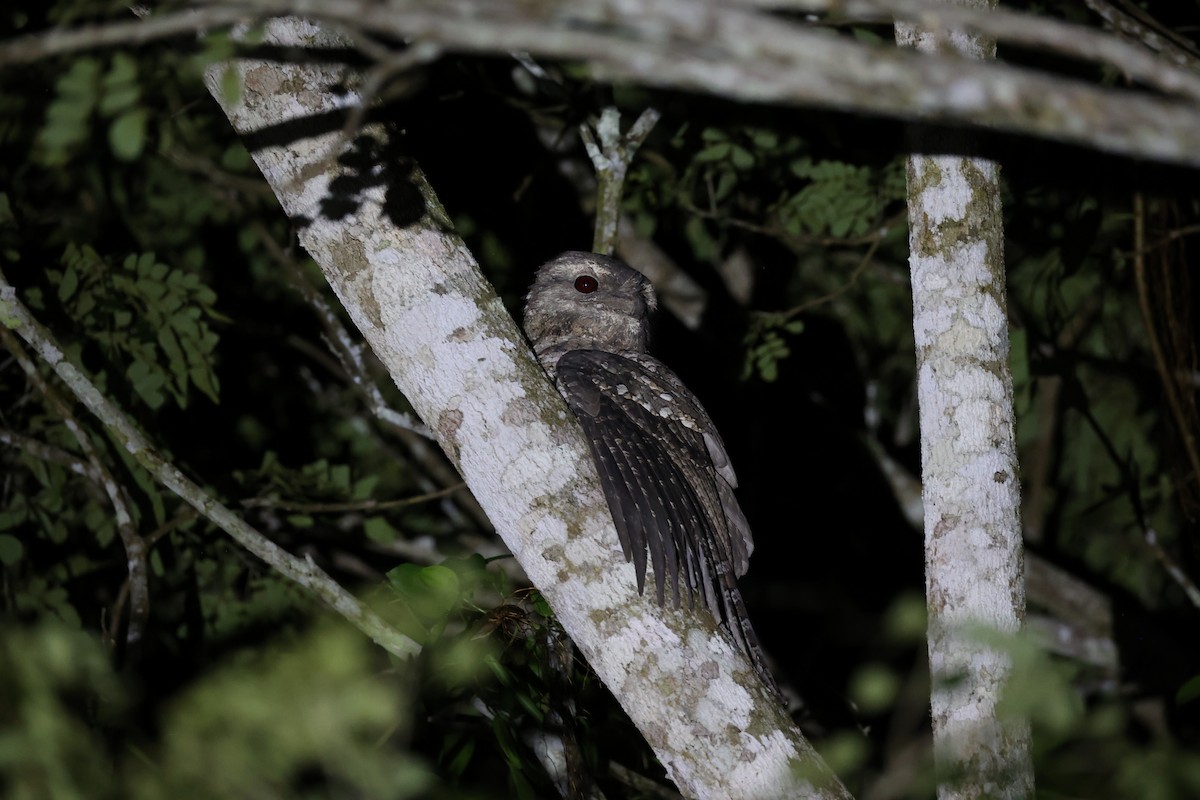 Papuan Frogmouth - ML620736945