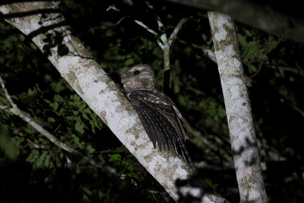 Papuan Frogmouth - ML620736946
