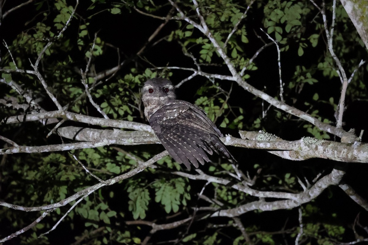 Papuan Frogmouth - ML620736948