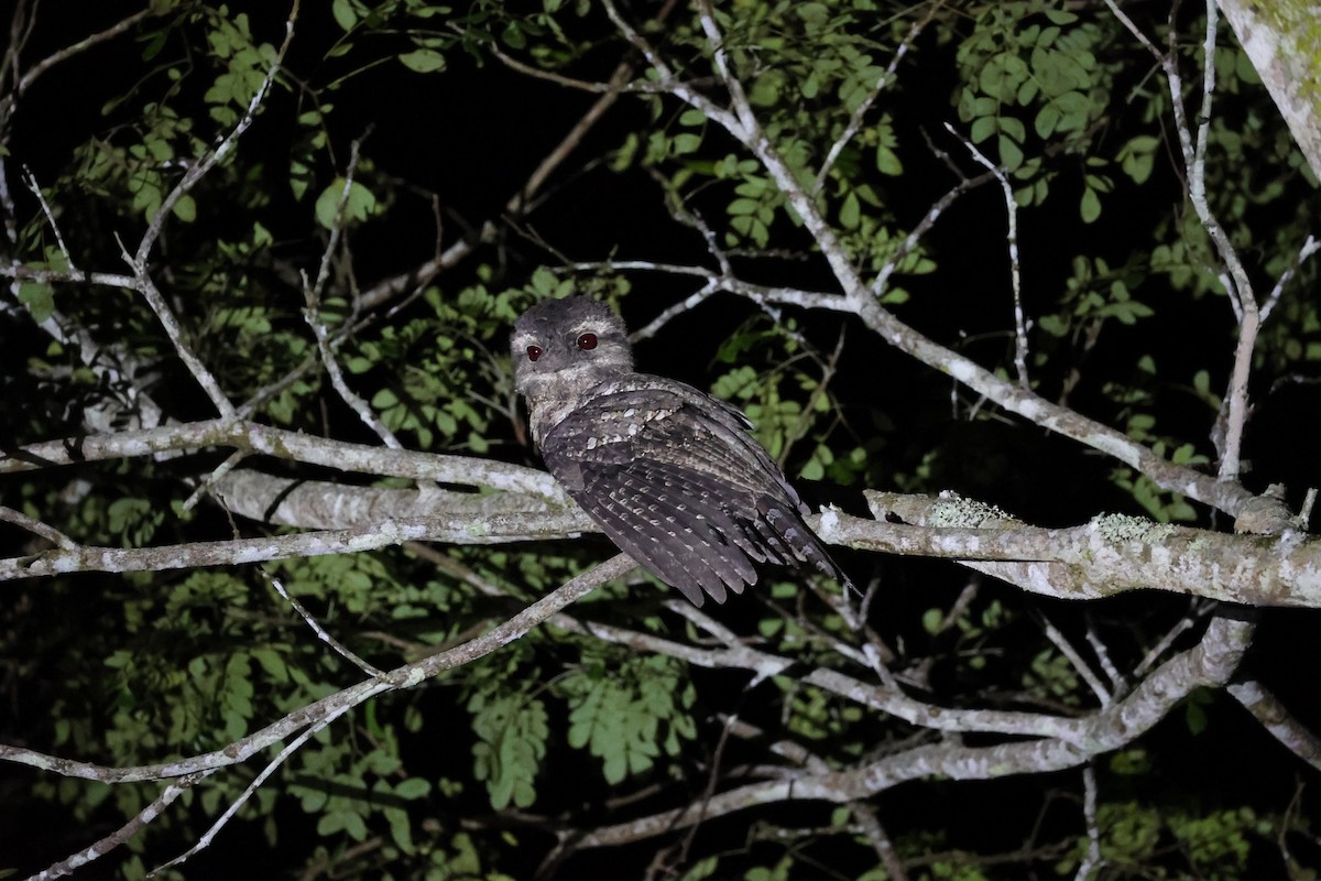 Papuan Frogmouth - ML620736949