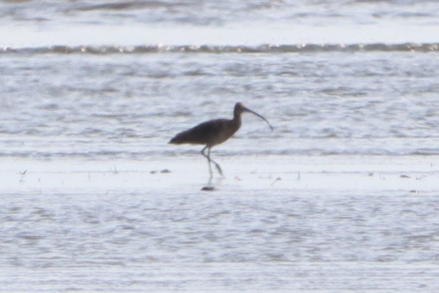 curlew sp. - ML620736950