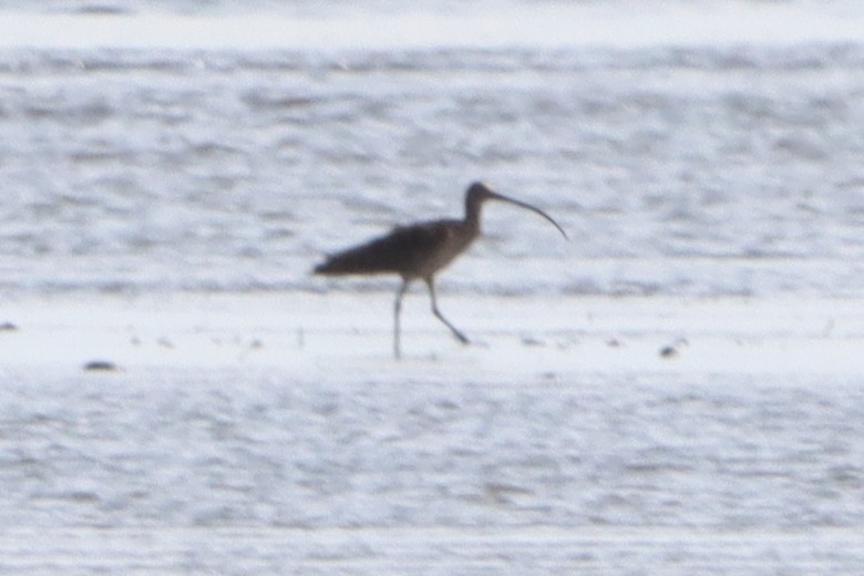 curlew sp. - ML620736951