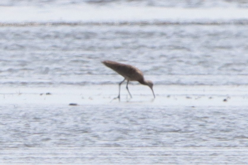 curlew sp. - ML620736952