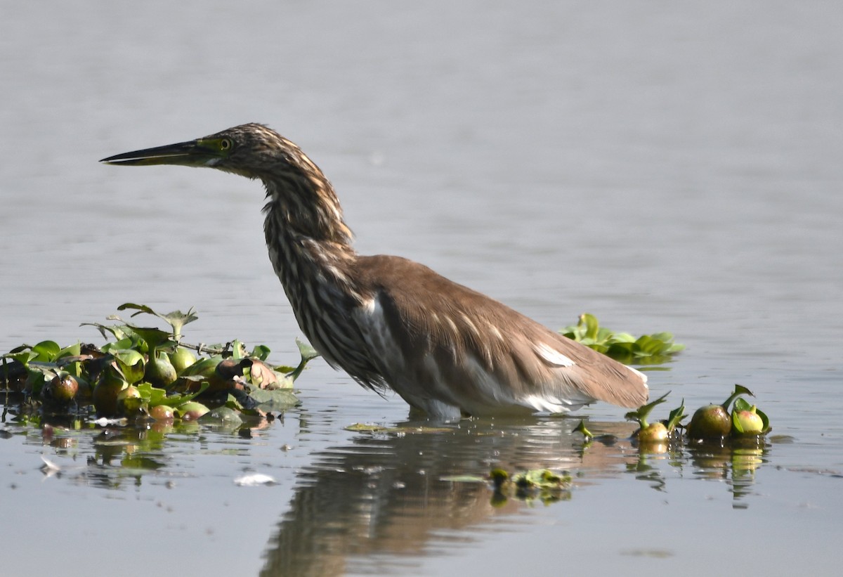 Indian Pond-Heron - ML620736954