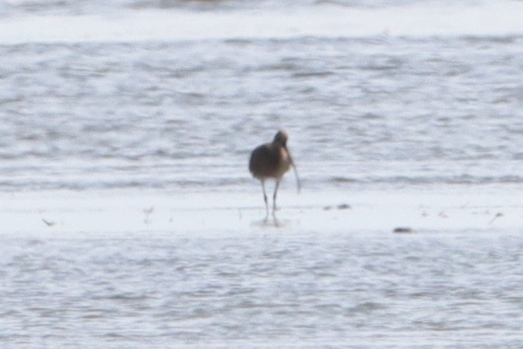 curlew sp. - ML620736955