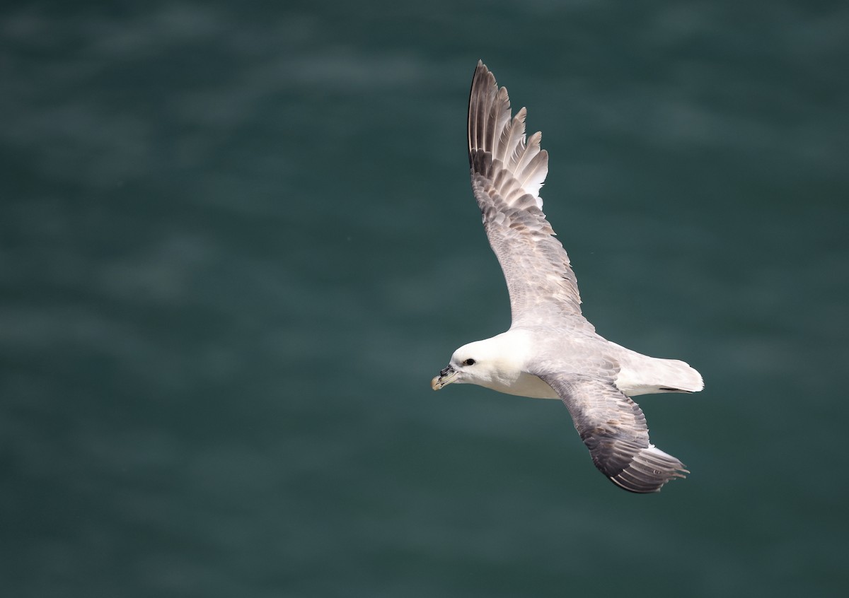 Northern Fulmar - ML620736960