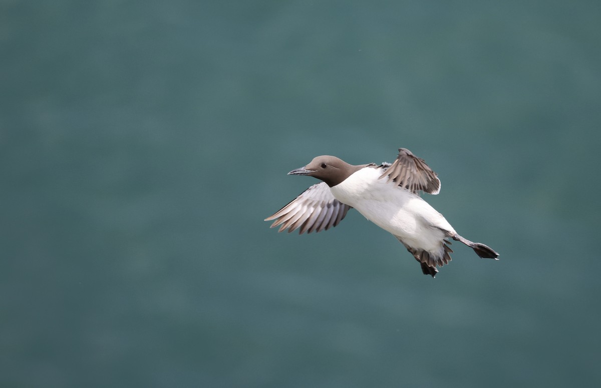 Common Murre - ML620736962