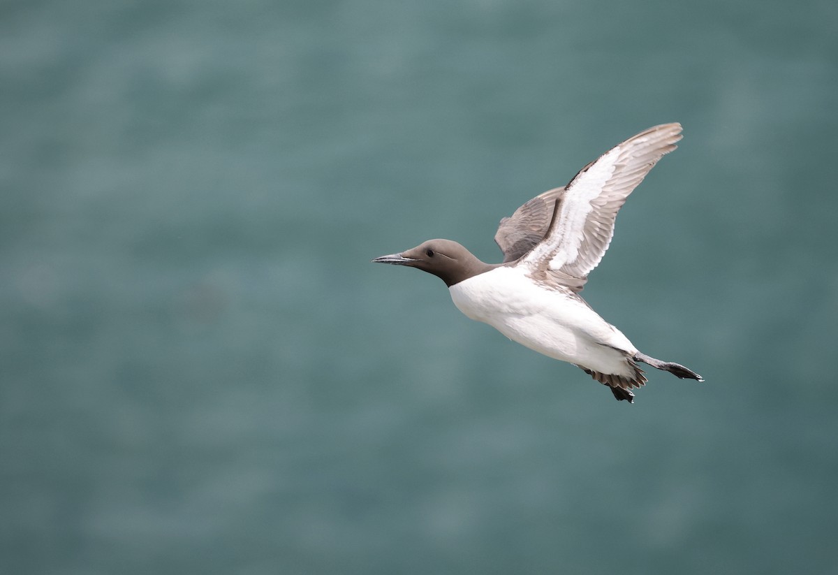 Common Murre - ML620736963