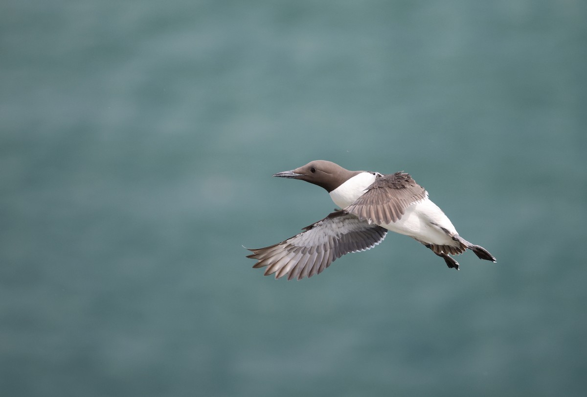 Common Murre - ML620736964